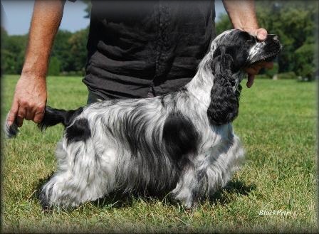 Drycastle Dandy Daisy